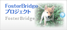 FosterBridge
プロジェクト