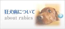 狂犬病について